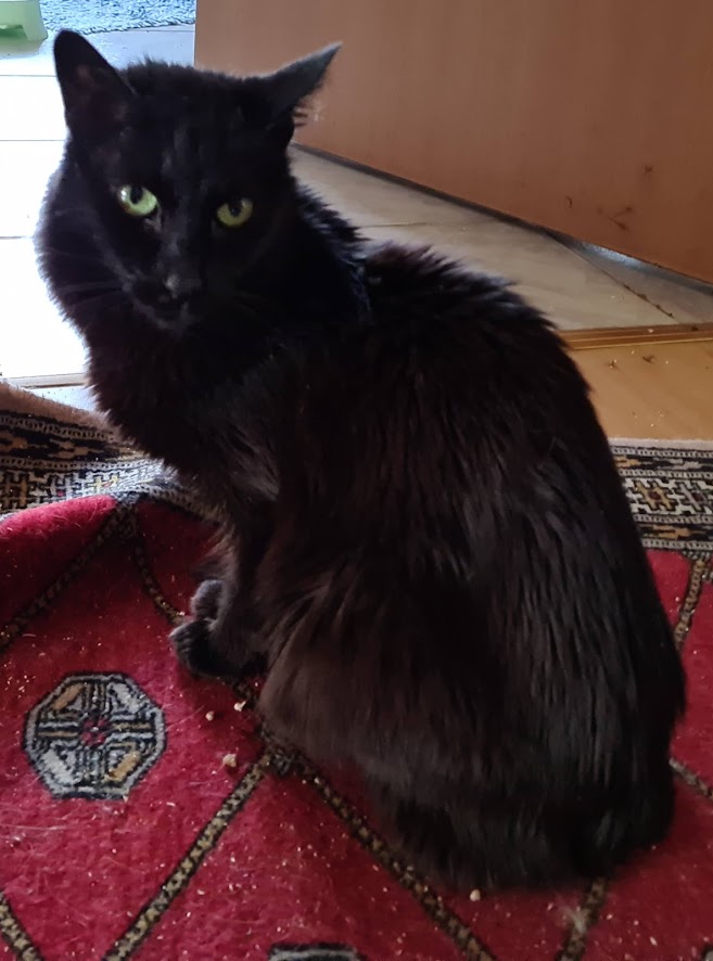 Balinese Luna sitzt auf dem Teppich