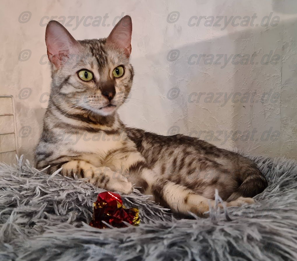 Bengalkatze Naomi in Ihrem Katzendonat